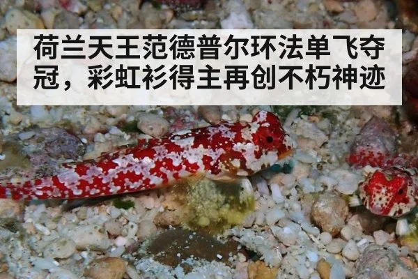 荷兰天王范德普尔环法单飞夺冠，彩虹衫得主再创不朽神迹
